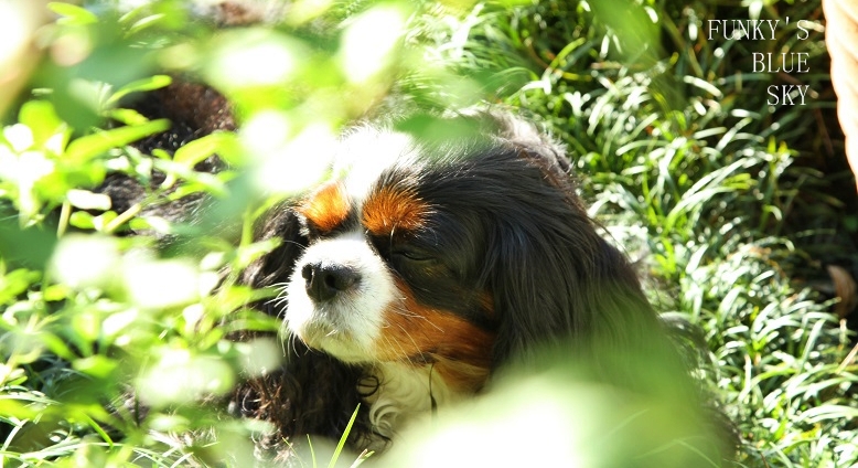 c0145250_1636261.jpg