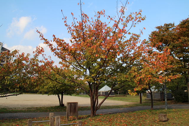 欅の紅葉、キャロライナジャスミン、桜の紅葉、ナワシログミ、ハナミズキ、_a0030958_2371274.jpg