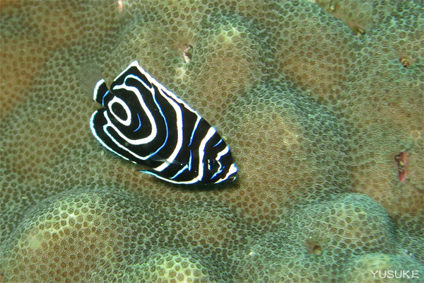 e0158261_620043.jpg