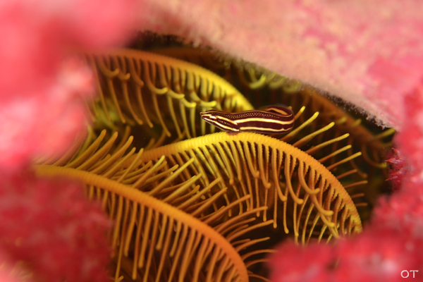 e0158261_6205142.jpg