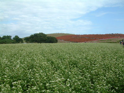 c0050264_1104214.jpg