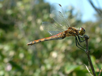 c0050264_11155775.jpg