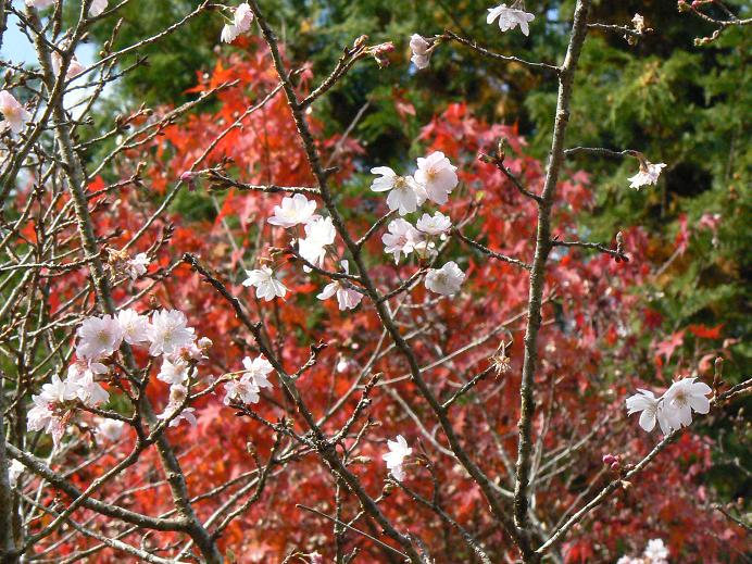 紅葉と桜、絶妙のコントラスト。_a0156168_13514837.jpg