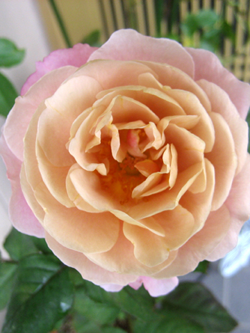 c0289473_91851.jpg