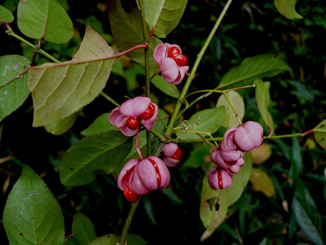 d0019074_10372287.jpg