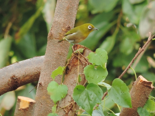 季節を運ぶ冬鳥の到来_f0216489_5513781.jpg