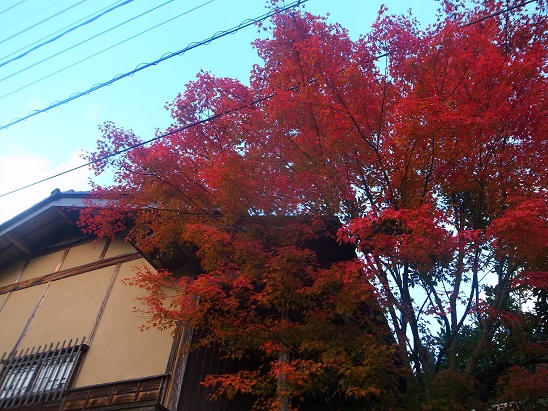 キンシュ~2_d0087595_21544371.jpg