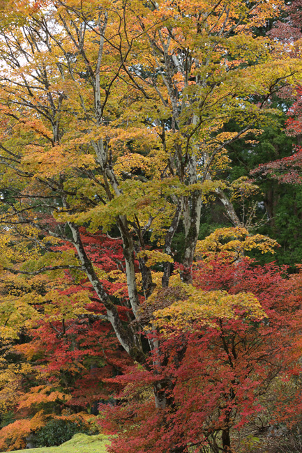 紅葉、濃いも薄いも_e0308998_11111559.jpg