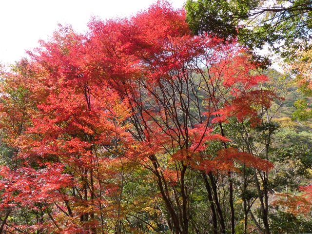 幻の滝と木浦山登山（１１月６日）_b0025101_21412430.jpg