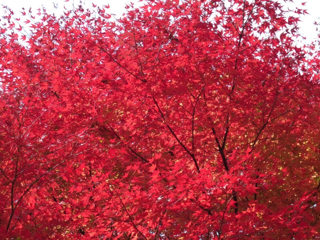 幻の滝と木浦山登山（１１月６日）_b0025101_2143919.jpg