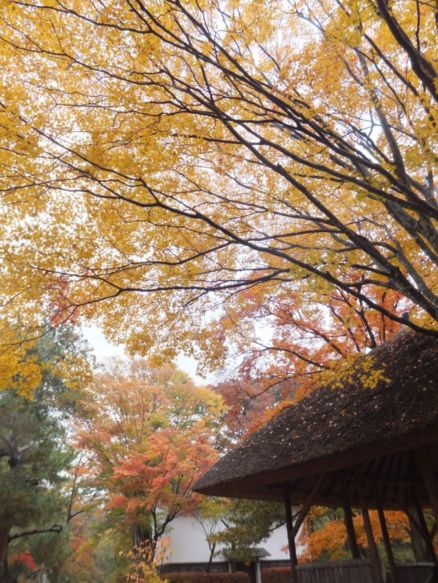 小諸市懐古園の紅葉情報（小諸市ホームページよりH251013～H251114これが最終です）_e0304702_1154256.jpg