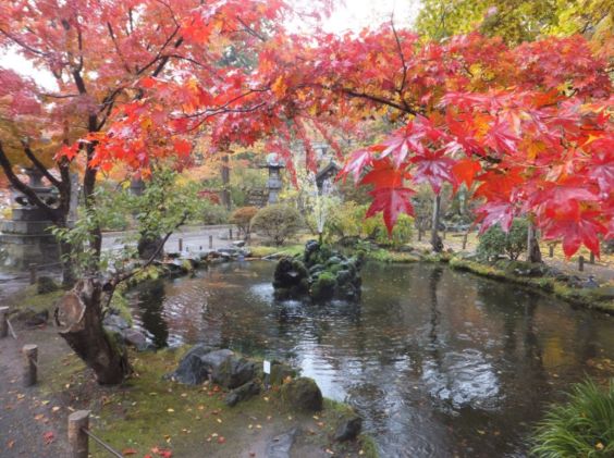 小諸市懐古園の紅葉情報（小諸市ホームページよりH251013～H251114これが最終です）_e0304702_11543676.jpg