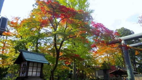 北本町八幡神宮_b0163804_8425194.jpg