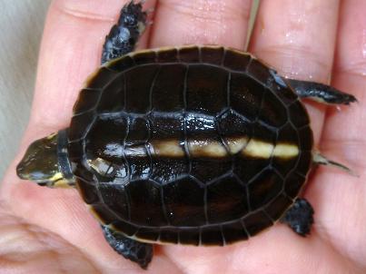 今シーズン最後の孵化ベビー 多甲板 気ままなガメラ