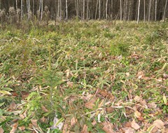 c0173813_12142652.jpg