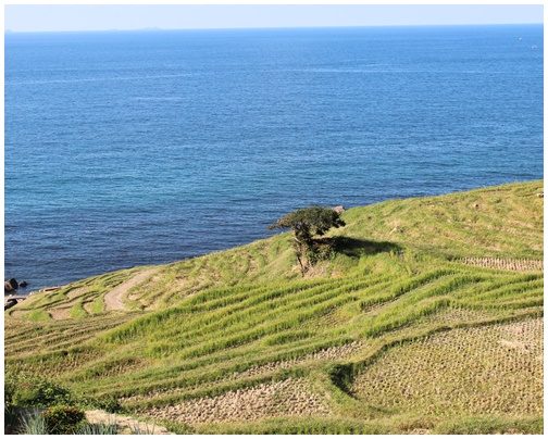 北陸旅 白米の千枚田 心に残る風景_c0141025_2255366.jpg
