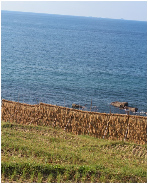 北陸旅 白米の千枚田 心に残る風景_c0141025_2305778.jpg