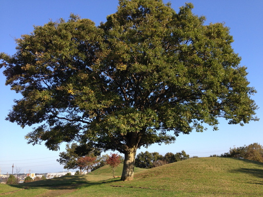 市原市潤井戸　ちばの里山の公園_c0041935_74181.jpg