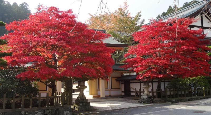 高野山（1）＞紅葉と黄葉三昧_b0036638_23553396.jpg