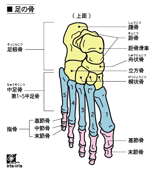 正しい姿勢は尾骨から？ 〜ある日の施術より〜_e0073240_2353373.gif