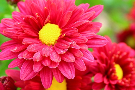 赤い菊 おやすみ前の独り言