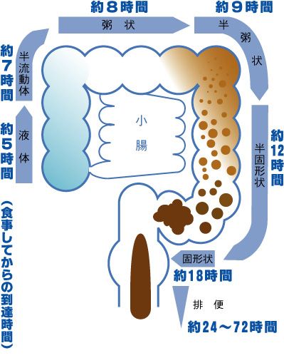 腸内でうんちができるまで（イラスト）_d0116847_2011496.jpg