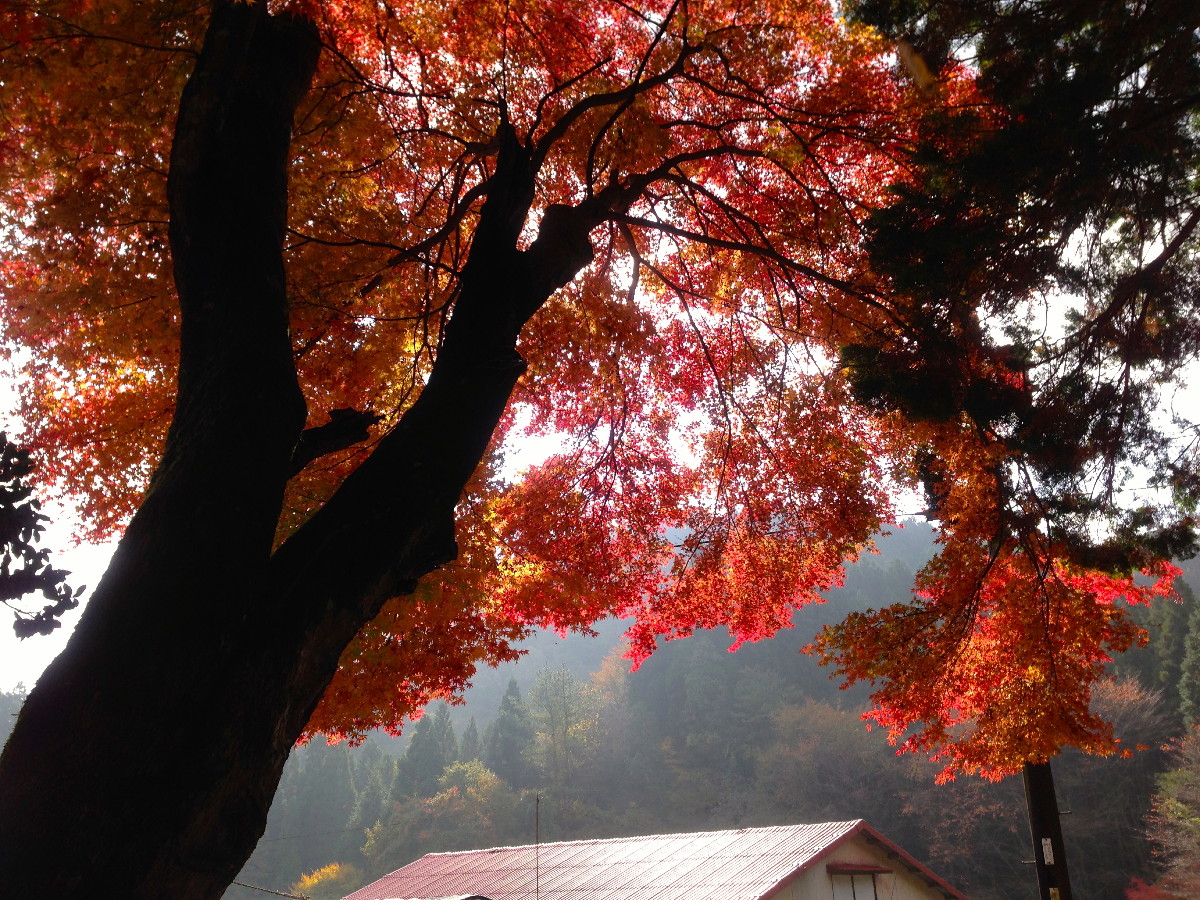 阿蘇の紅葉はとっても良かったバイ！_c0060862_928841.jpg