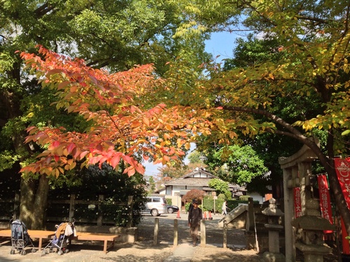 京都紅葉たより   豊国神社  おもしろ市_b0153663_1593325.jpg