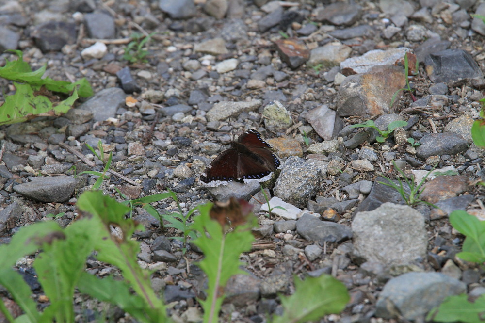 コムラサキ タテハチョウ亜科と一緒に紹介。 2013.7.12-13北海道17 _a0146869_5165634.jpg