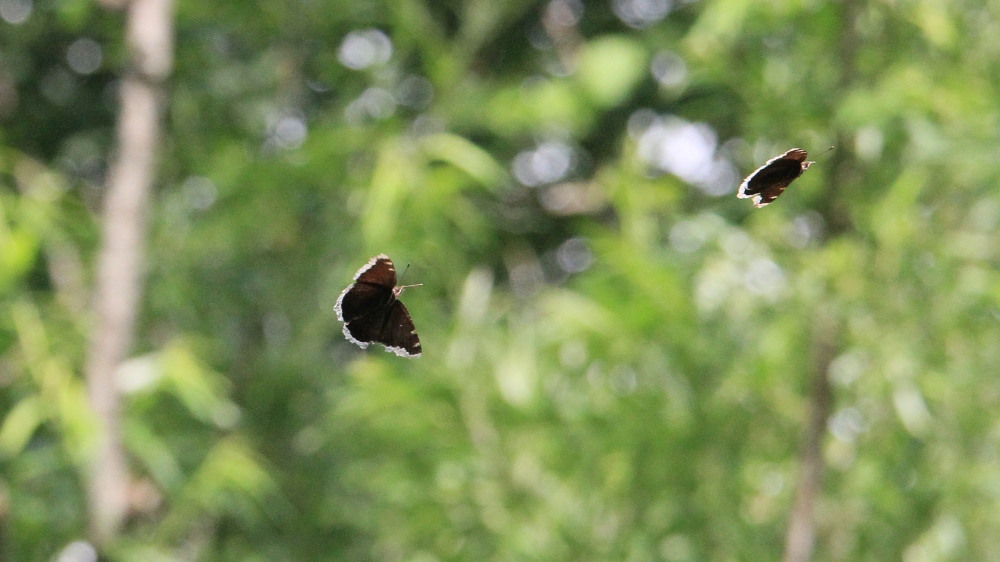 コムラサキ タテハチョウ亜科と一緒に紹介。 2013.7.12-13北海道17 _a0146869_5172458.jpg