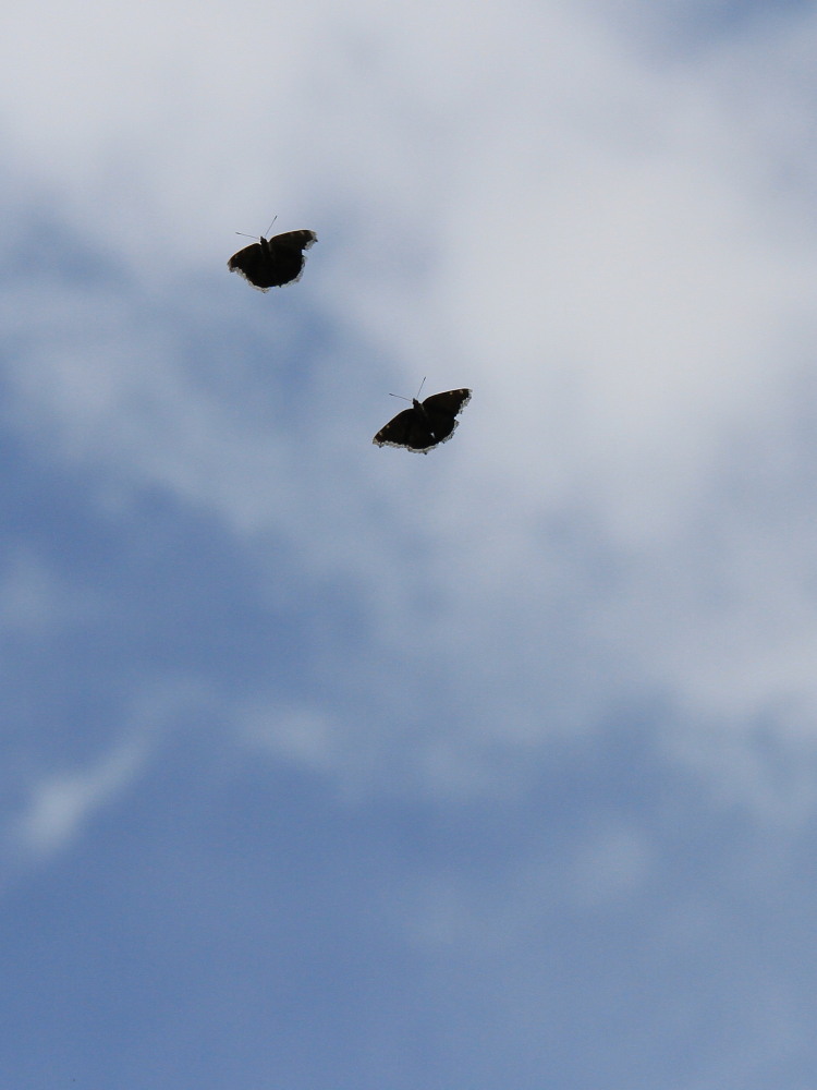コムラサキ タテハチョウ亜科と一緒に紹介。 2013.7.12-13北海道17 _a0146869_5173417.jpg