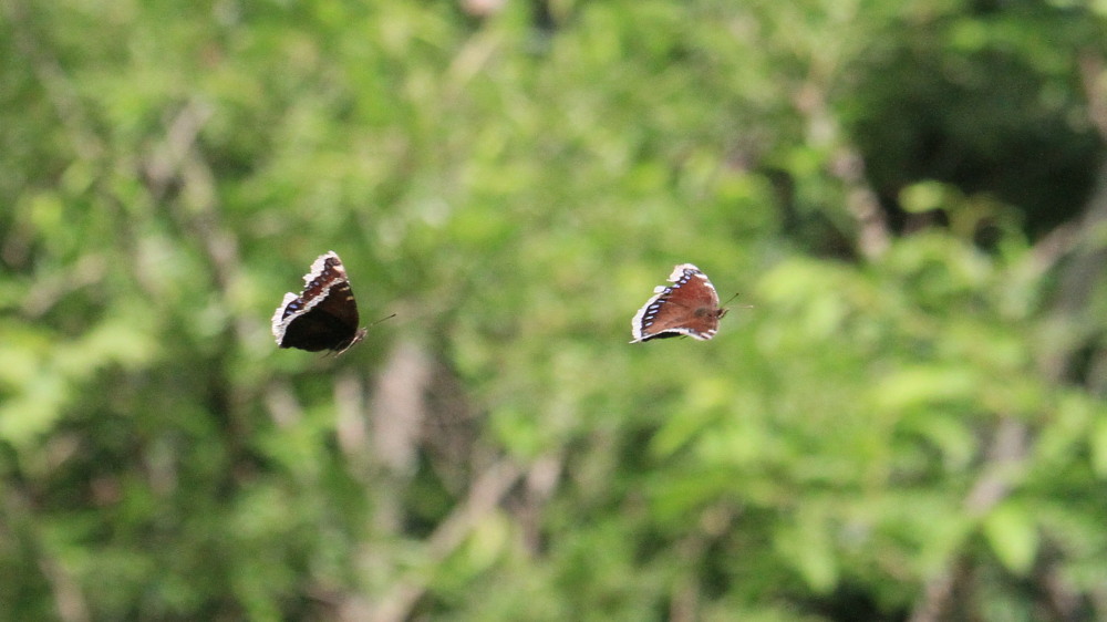 コムラサキ タテハチョウ亜科と一緒に紹介。 2013.7.12-13北海道17 _a0146869_517758.jpg