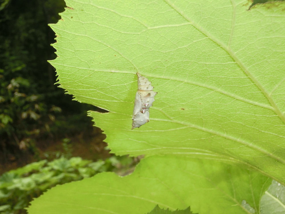 コムラサキ タテハチョウ亜科と一緒に紹介。 2013.7.12-13北海道17 _a0146869_5225515.jpg