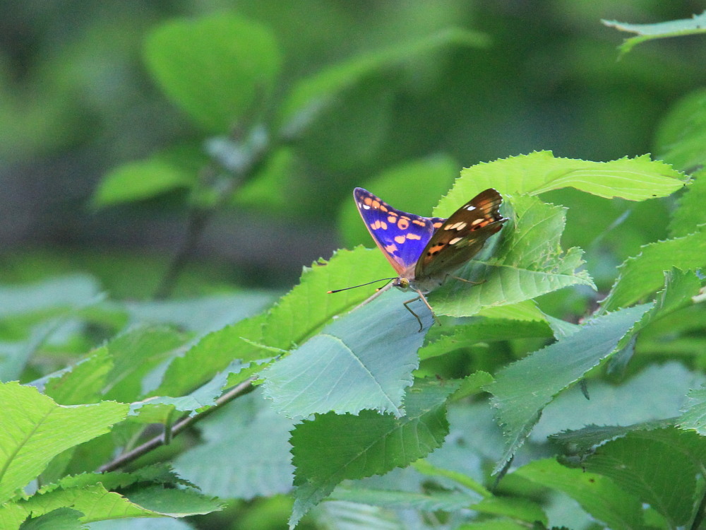 コムラサキ タテハチョウ亜科と一緒に紹介。 2013.7.12-13北海道17 _a0146869_54464.jpg