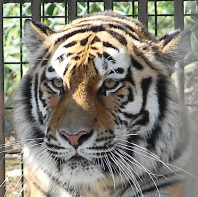 夏期開園最終日のおびひろ動物園2013_b0014576_532389.jpg