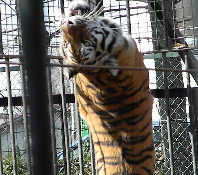 夏期開園最終日のおびひろ動物園2013_b0014576_5325218.jpg