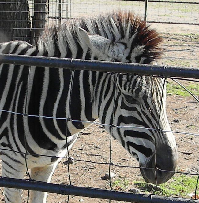 夏期開園最終日のおびひろ動物園2013_b0014576_5335328.jpg