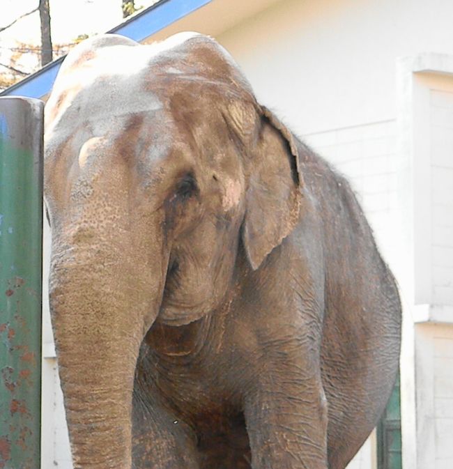 夏期開園最終日のおびひろ動物園2013_b0014576_5351477.jpg