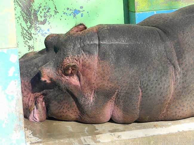 夏期開園最終日のおびひろ動物園2013_b0014576_535256.jpg