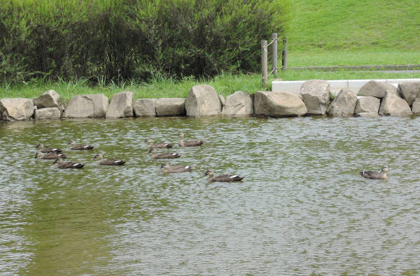 手賀沼に棲む水鳥たち 4_e0200879_12145278.jpg