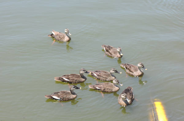 手賀沼に棲む水鳥たち 4_e0200879_12152269.jpg