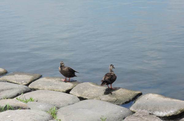 手賀沼に棲む水鳥たち 4_e0200879_12155555.jpg