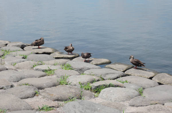 手賀沼に棲む水鳥たち 4_e0200879_12161571.jpg