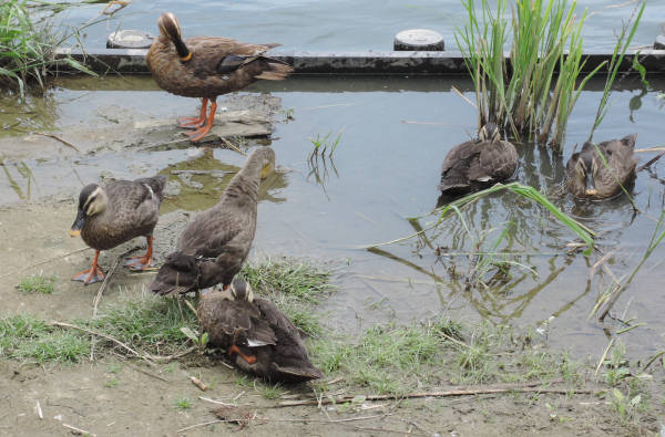 手賀沼に棲む水鳥たち 4_e0200879_12163739.jpg
