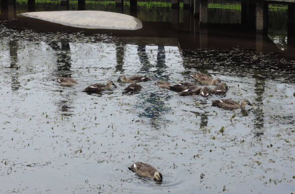手賀沼に棲む水鳥たち 4_e0200879_12182818.jpg