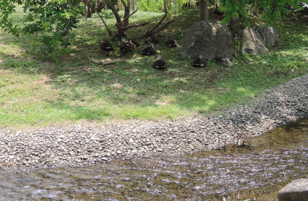 手賀沼に棲む水鳥たち 4_e0200879_12185630.jpg