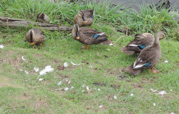 手賀沼に棲む水鳥たち 4_e0200879_12193152.jpg