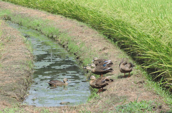 手賀沼に棲む水鳥たち 4_e0200879_12205465.jpg