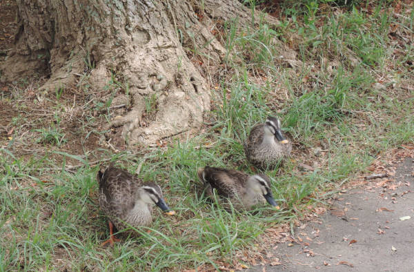 手賀沼に棲む水鳥たち 4_e0200879_12214988.jpg