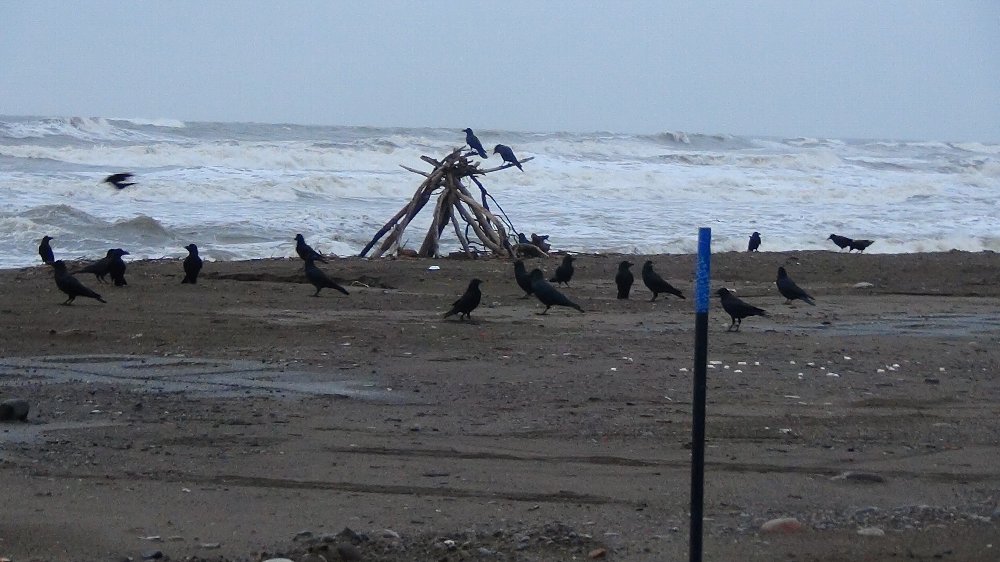 時化の海とカラスー動画！_e0065084_1853158.jpg